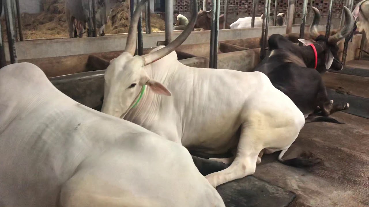 Rajesthani Goru || Sharif Agro 2018 | Guy with The Big Cows