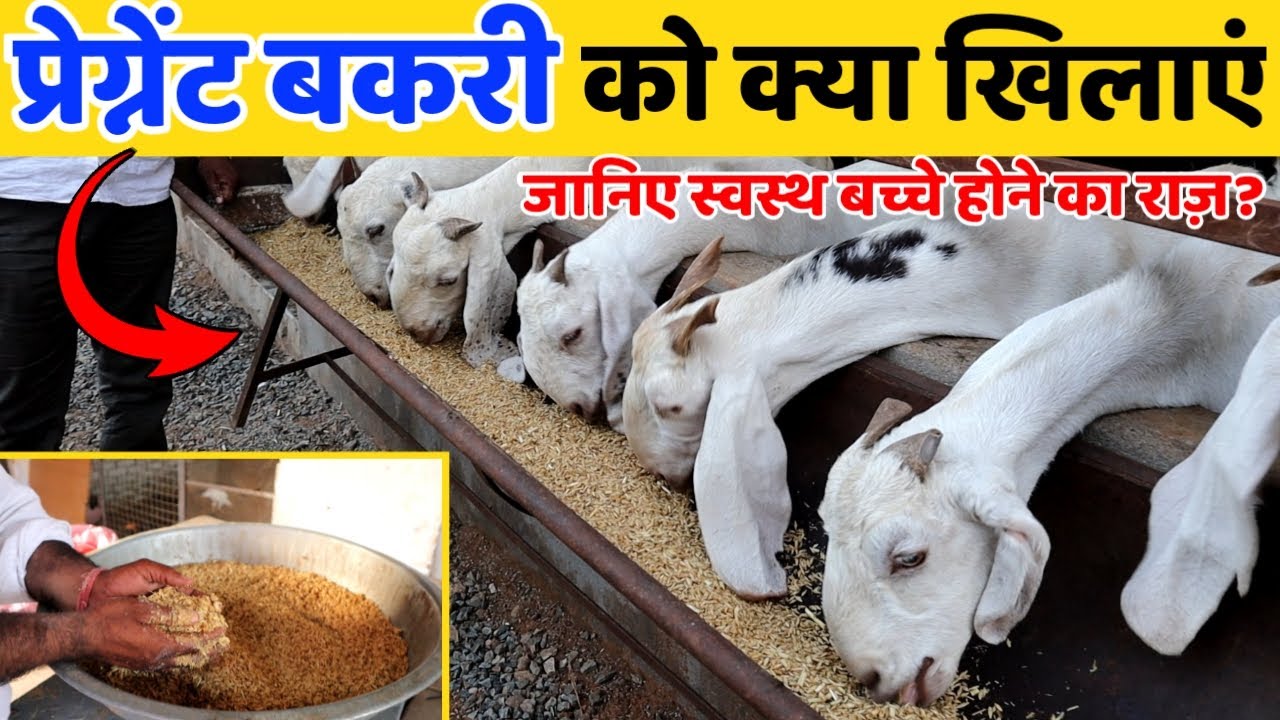 Goat farming में सबसे जरूरी प्रेग्नेंट बकरी की खुराक|| जानिए क्या और कितना खिलाएं|| Harish Yadav