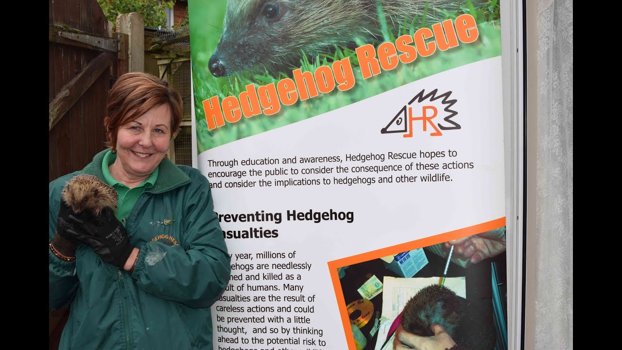 Hedgehog Rescue - A Wild Owl TV Special Report