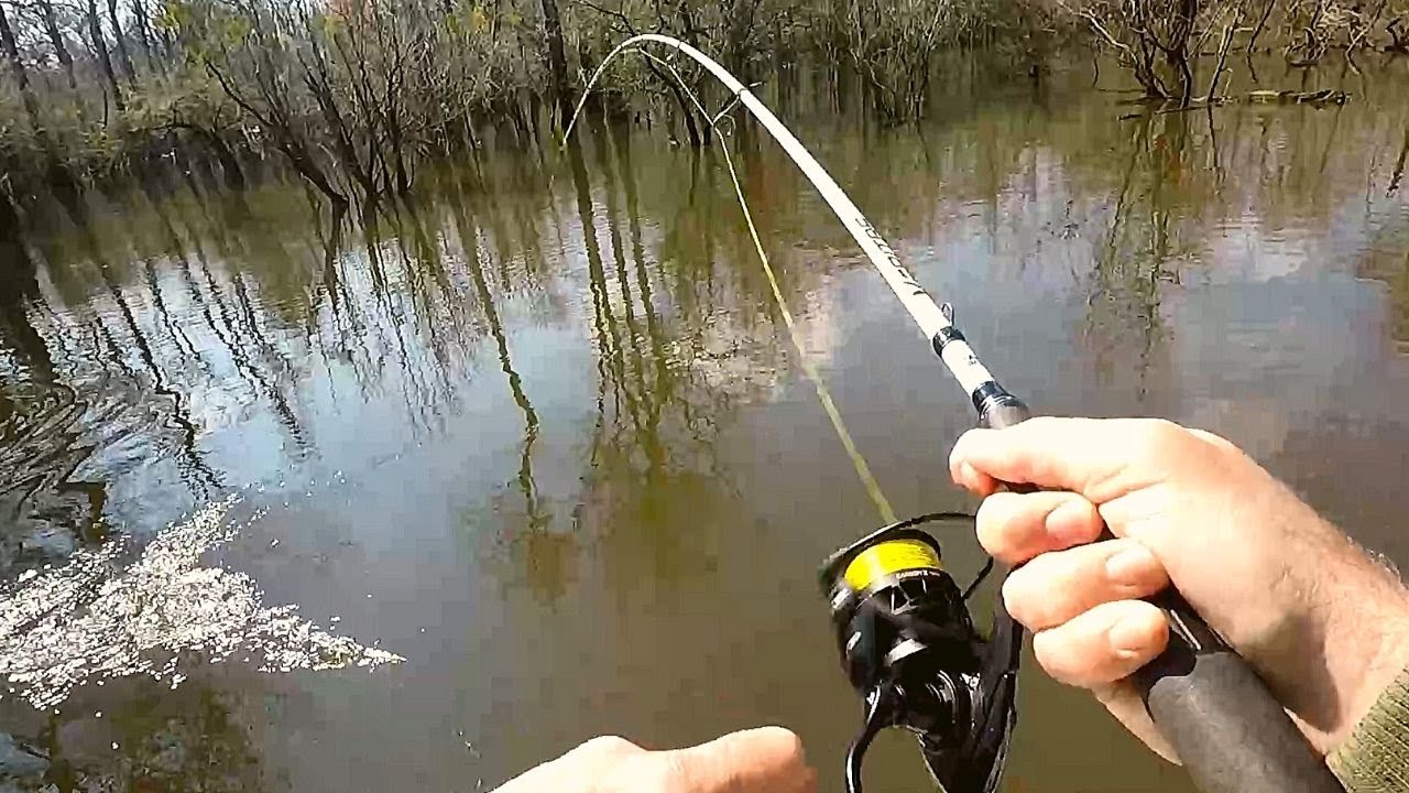 SHAD Fishing Frenzy!! (NC Shad Run)