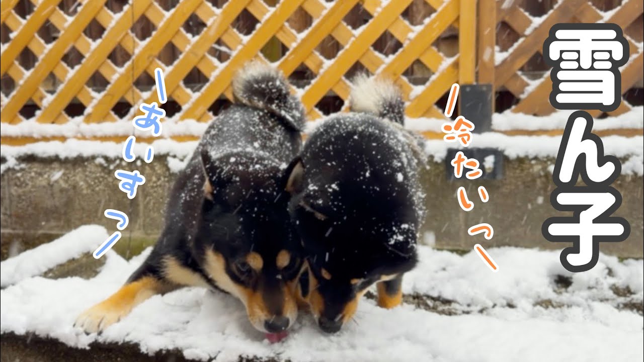 年に一度あるかないかの雪の日にテンション上がる黒柴兄弟、まろとぽん太。