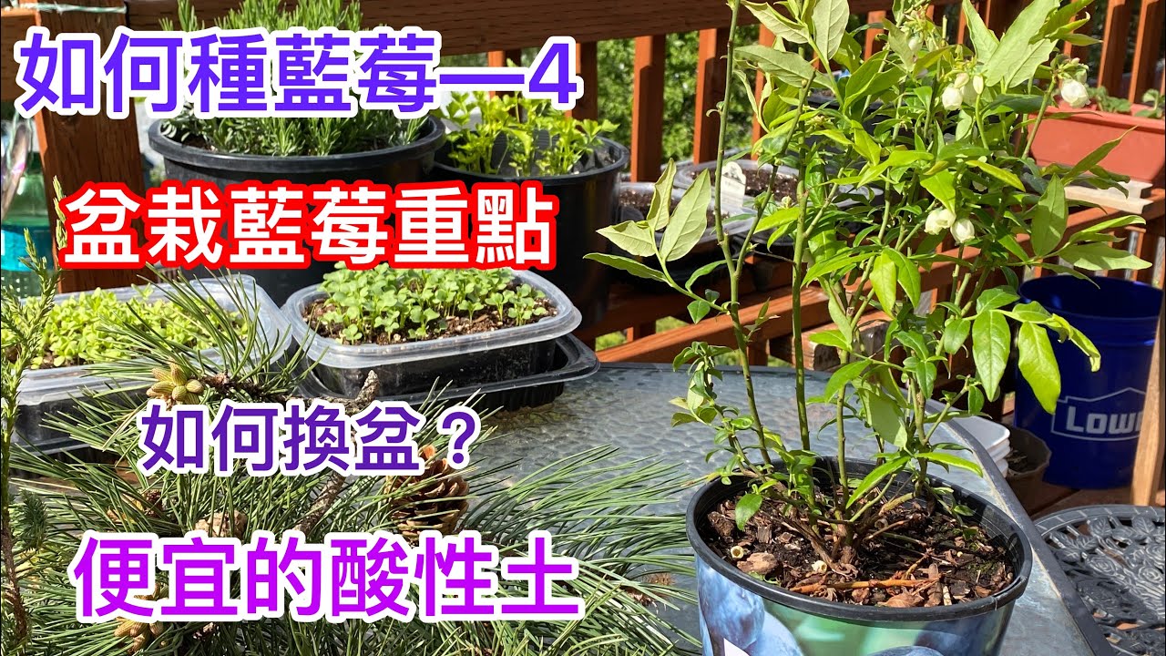 【種藍莓】如何種藍莓—4 【盆栽藍莓結果纍纍】不必測土壤酸鹼值、ㄧ樣可以種藍莓How to grow blueberries