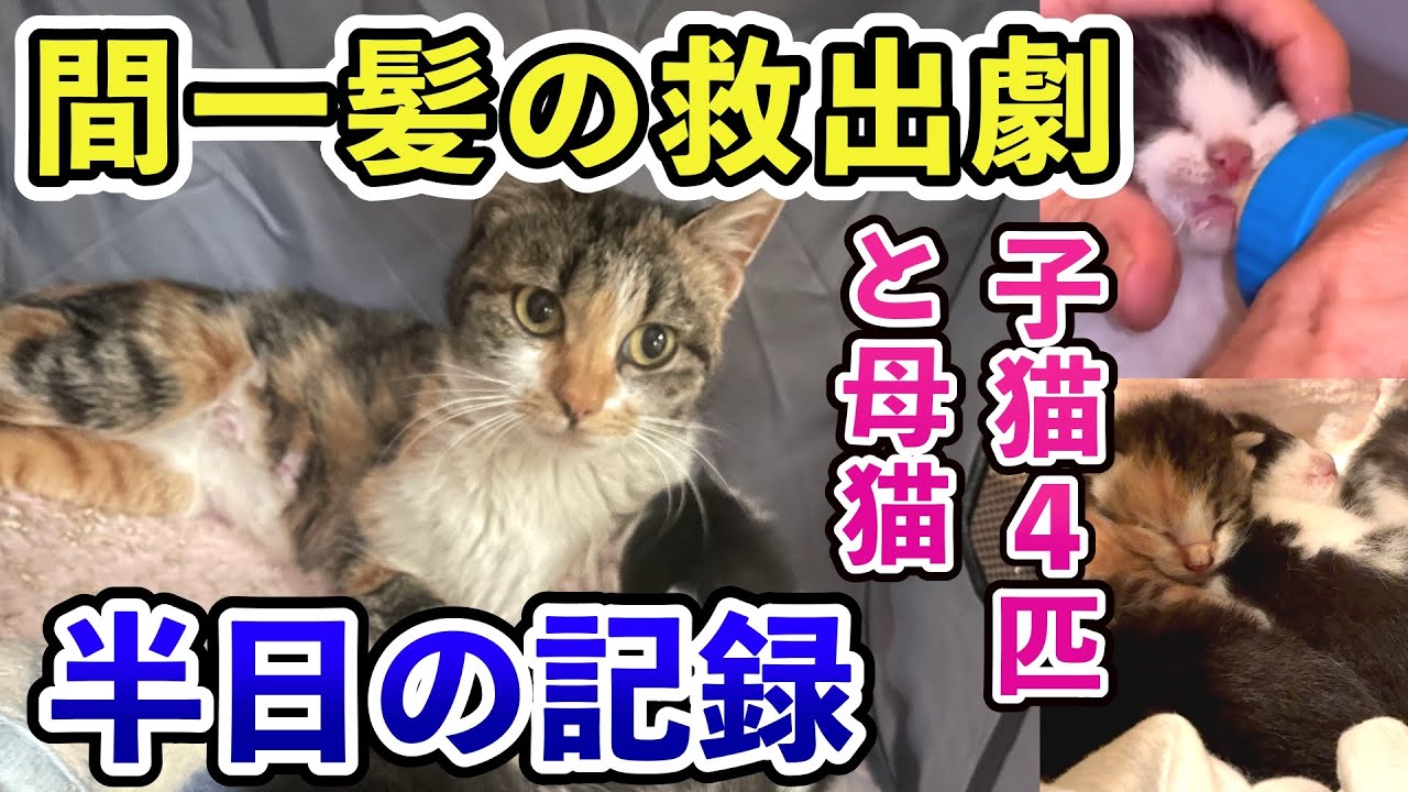 間一髪の救出劇！子猫4匹と母猫 半日の記録【保護猫活動】