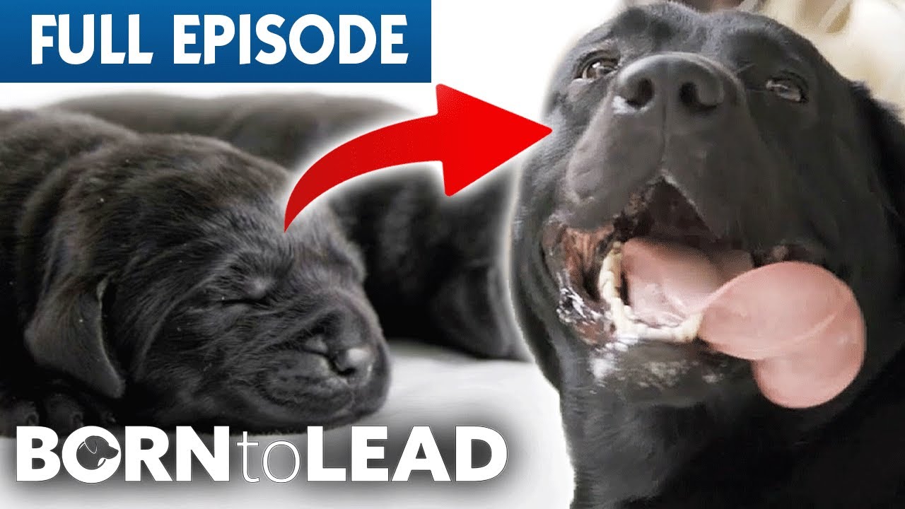 Journey Through The Life of A Guide Dog | Born To Lead Final Episode | Bondi Vet