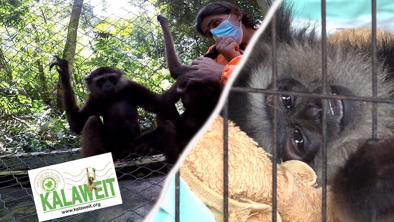 SE FAIRE ACCEPTER PAR DES GIBBONS...