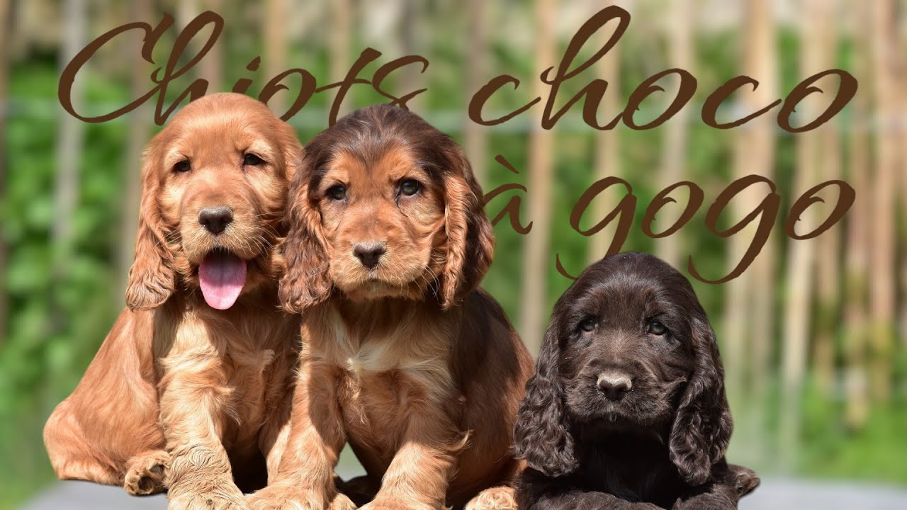 De grands moments des petits cocker anglais