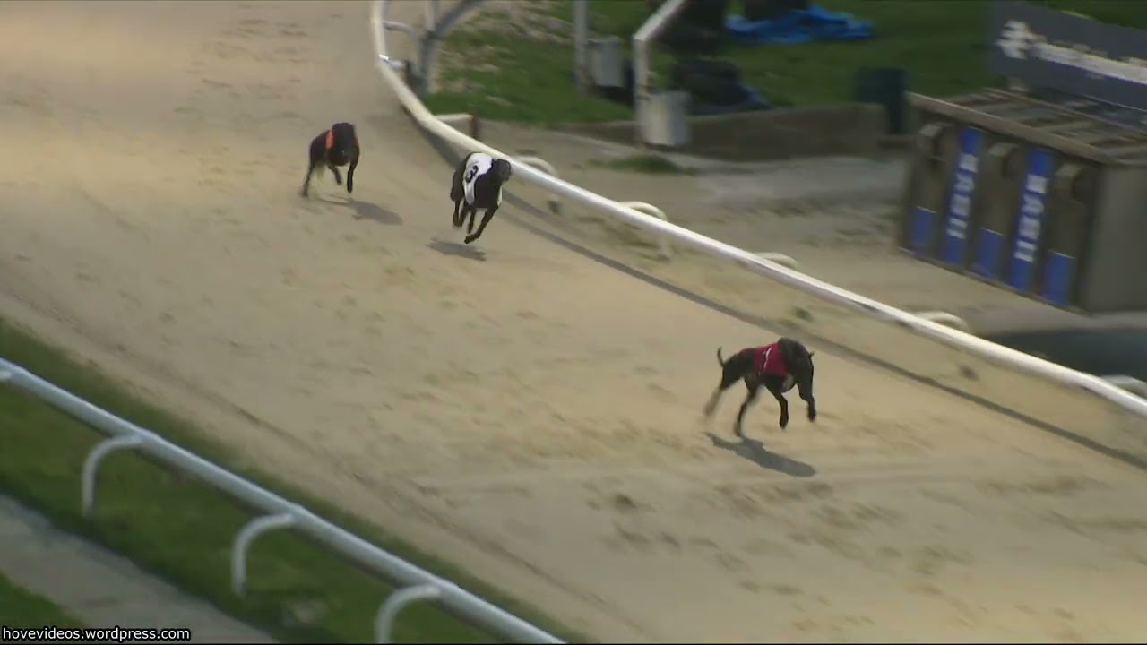 Hove Greyhound Trials 7/3/26