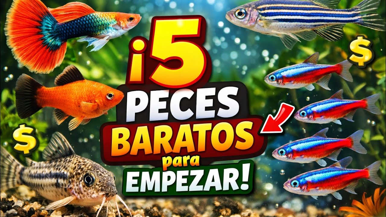 5 peces económicos y bonitos para comenzar 
