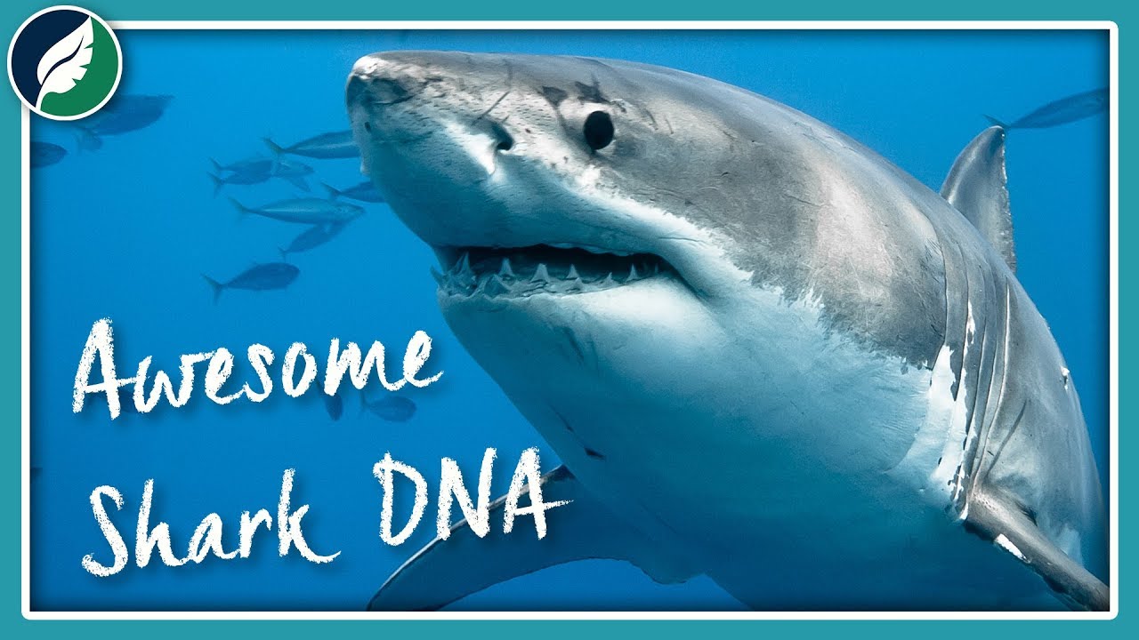 What Makes Great White Shark DNA So Awesome?