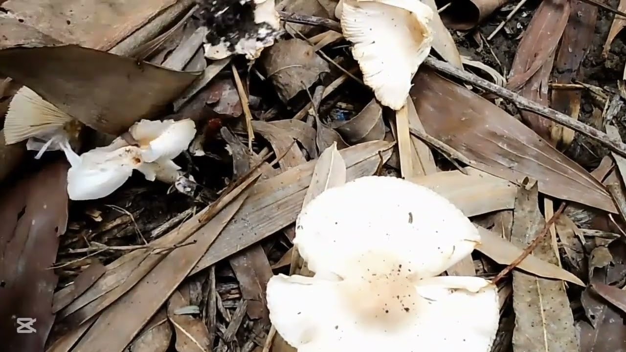 বাণিজ্যিক ভাবে মাশরুম চাষ বদলে দিতে পারে ভাগ্য।Bangla life