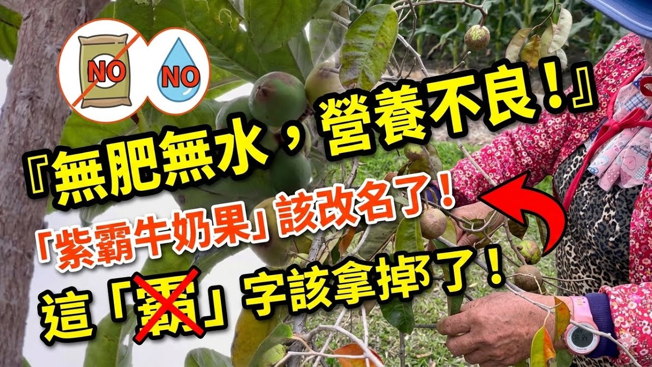 營養不良的「紫霸牛奶果」，￼無肥無水這個霸字該拿掉了！2026年2月27日