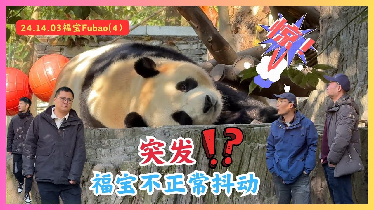 2024.12.03🍎福宝푸바오（4）🍎突发！福宝突然不正常抖动！(完整无剪辑版)光头奶爸现场说明，等待福宝回内舍专家会诊!🍎中心兽医、光头奶爸、帽子奶爸、曾文奶爸全部到场！