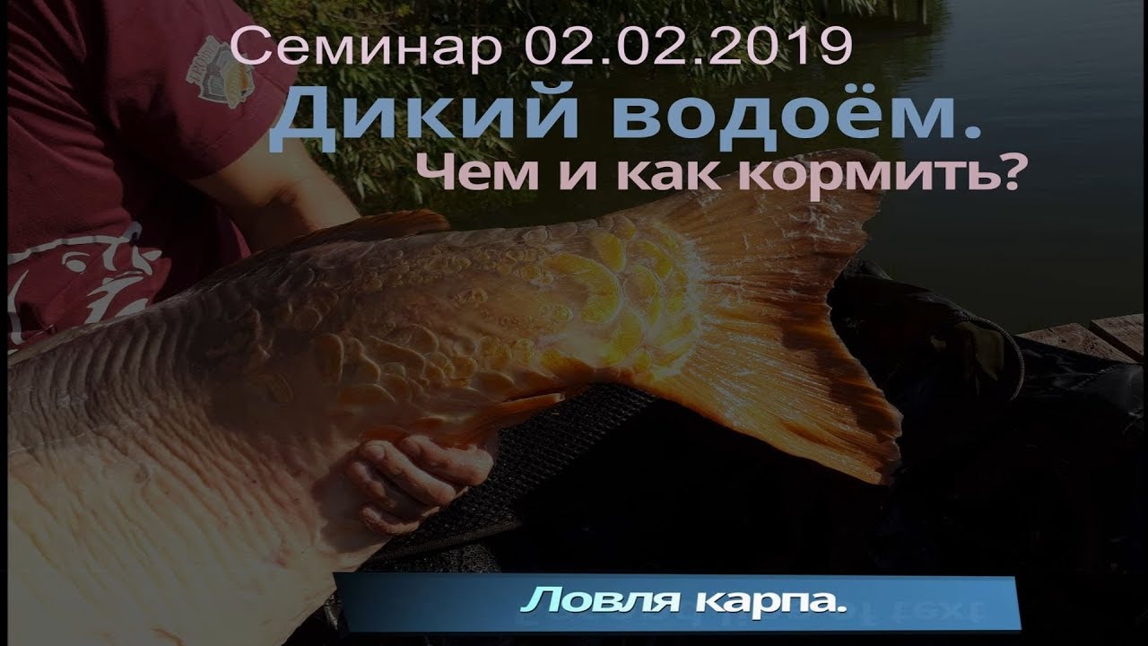 Ловля карпа. Дикий водоем. Зерновые. Прикормка. Семинар в Хмельницком.