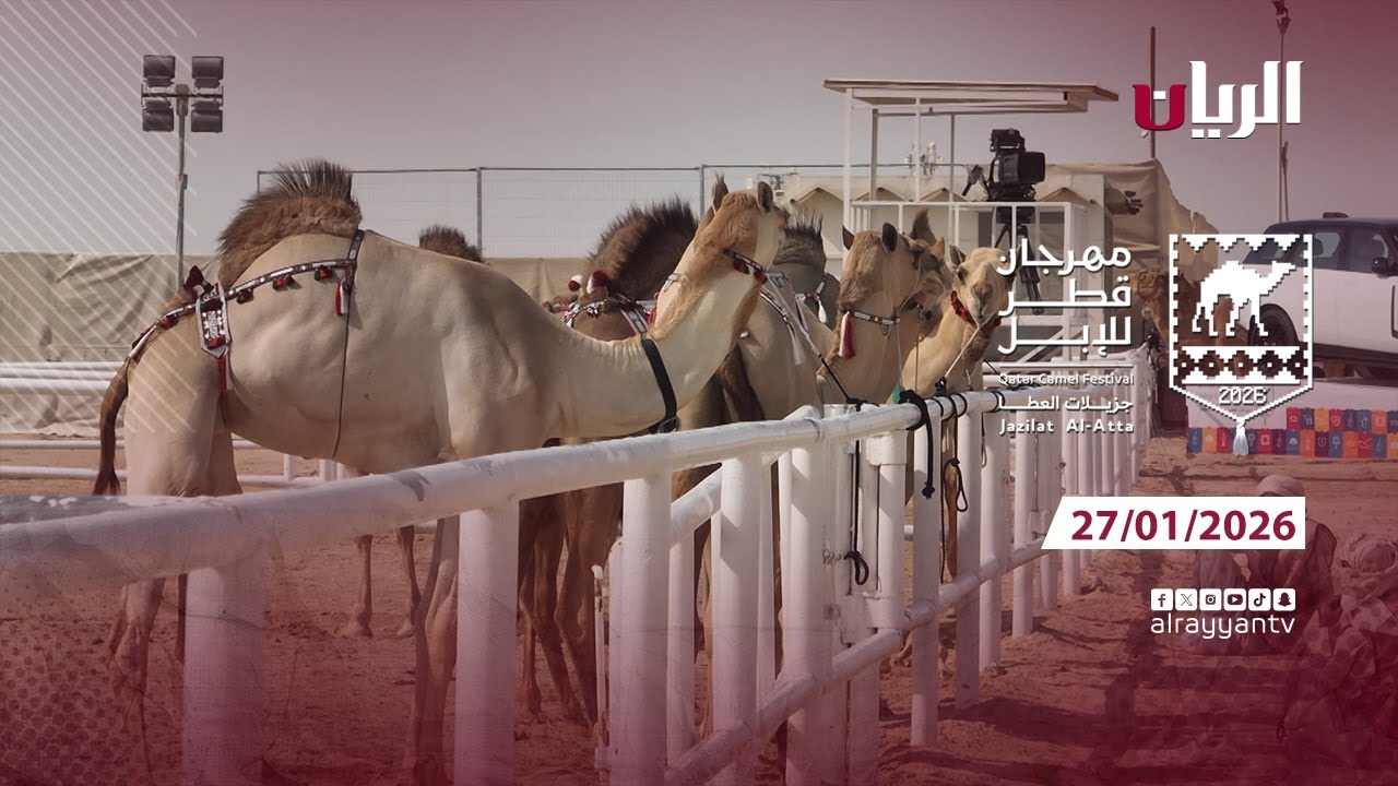 مهرجان قطر للإبل - جزيلات العطا - 27-01-2026