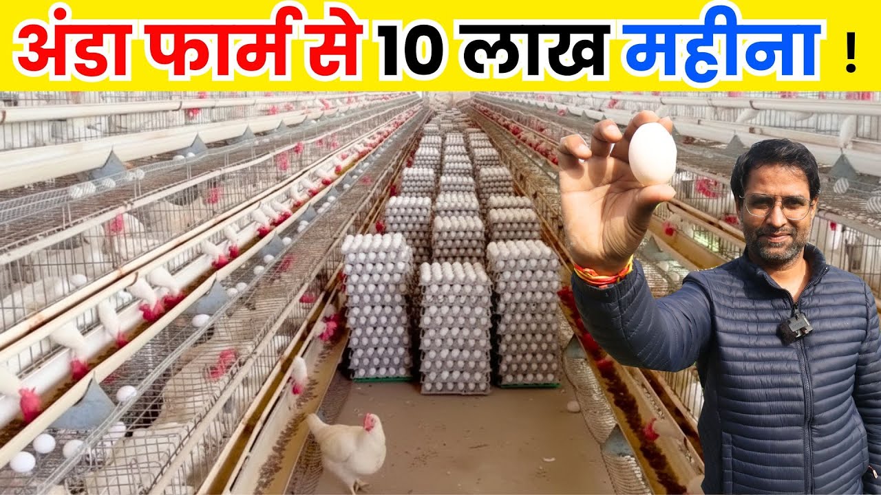 अंडा फार्म से हर महीना लाखो कमना सीखे | Poultry Business | egg Business | Poultry Farm