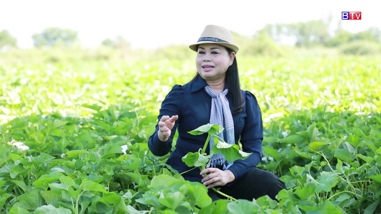 AGRICULTURE/កសិកម្ម : ដំណាំត្រកួន Water Convolvulus)
