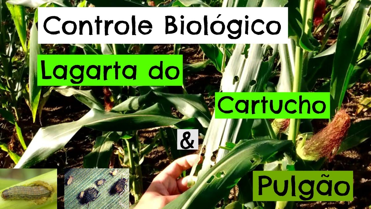 Inseticida Natural para Lagarta do Cartucho e Pulgão na Plantação de Milho