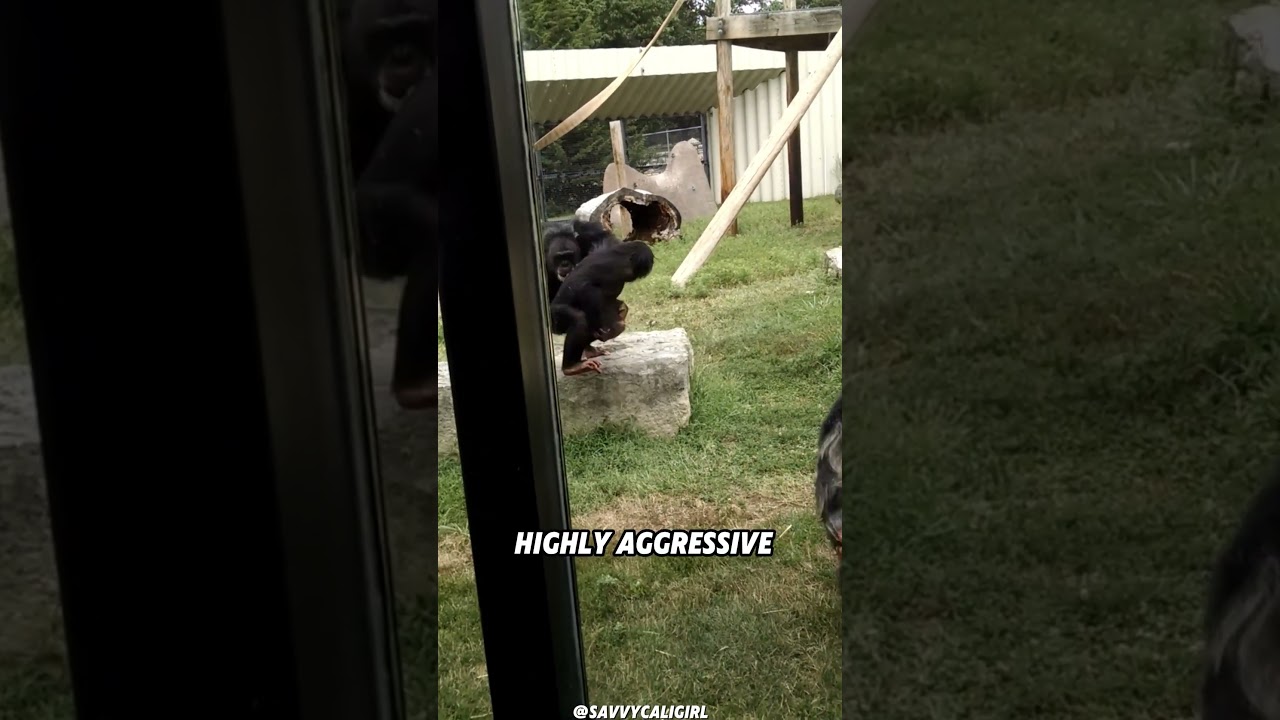 Can a Human Really Beat a Chimp in a Fight?