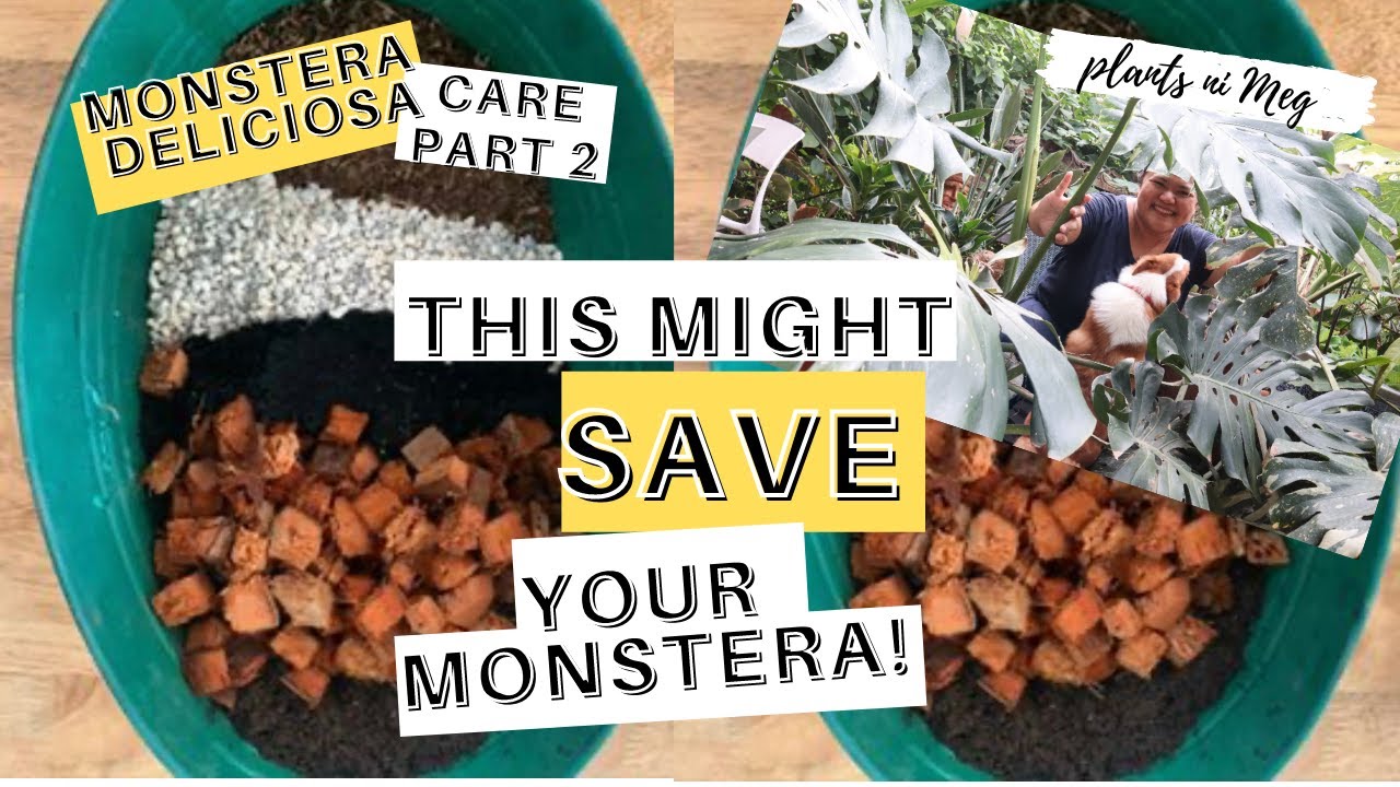 MONSTERA DELICIOSA SOIL MIX- AVOID ROOT ROT WITH THIS SIMPLE POTTING MEDIUM!|CARE P 2 (TAGALOG)