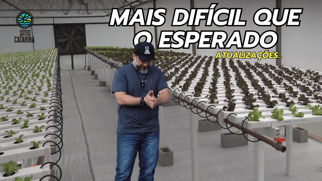 A estufa hidropônica foi uma boa idea? VAI DAR RUIM?