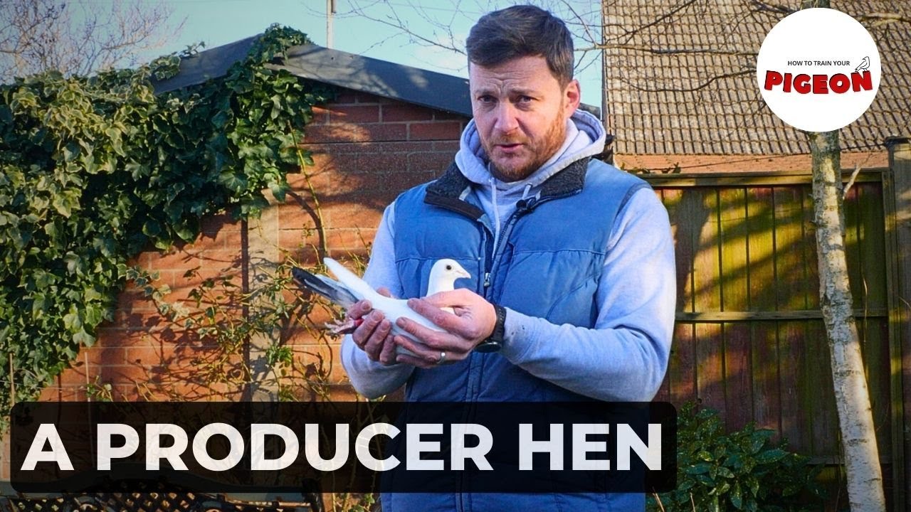 (Ep.77) Find a good pigeon. Buy a good pigeon.