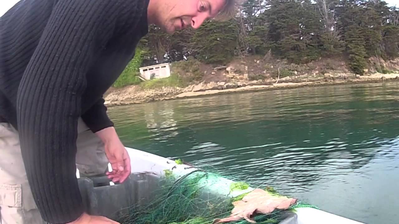 Peche au Filet en Bretagne : Relevé de mon filet tremail dans le Morbihan, juillet 2012