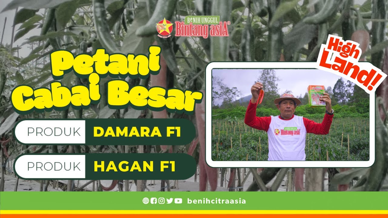 Petani Highland | Tanam Cabai Besar DAMARA F1 & HAGAN F1 🌱🌶️#ijen #datarantinggi #cabai