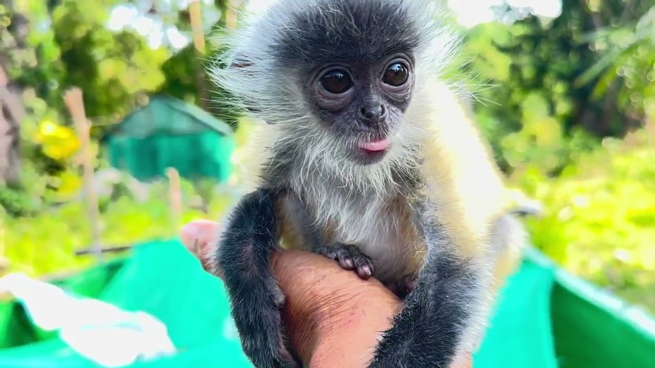 Baby Monkey Cuddling in My Hand – So Precious!