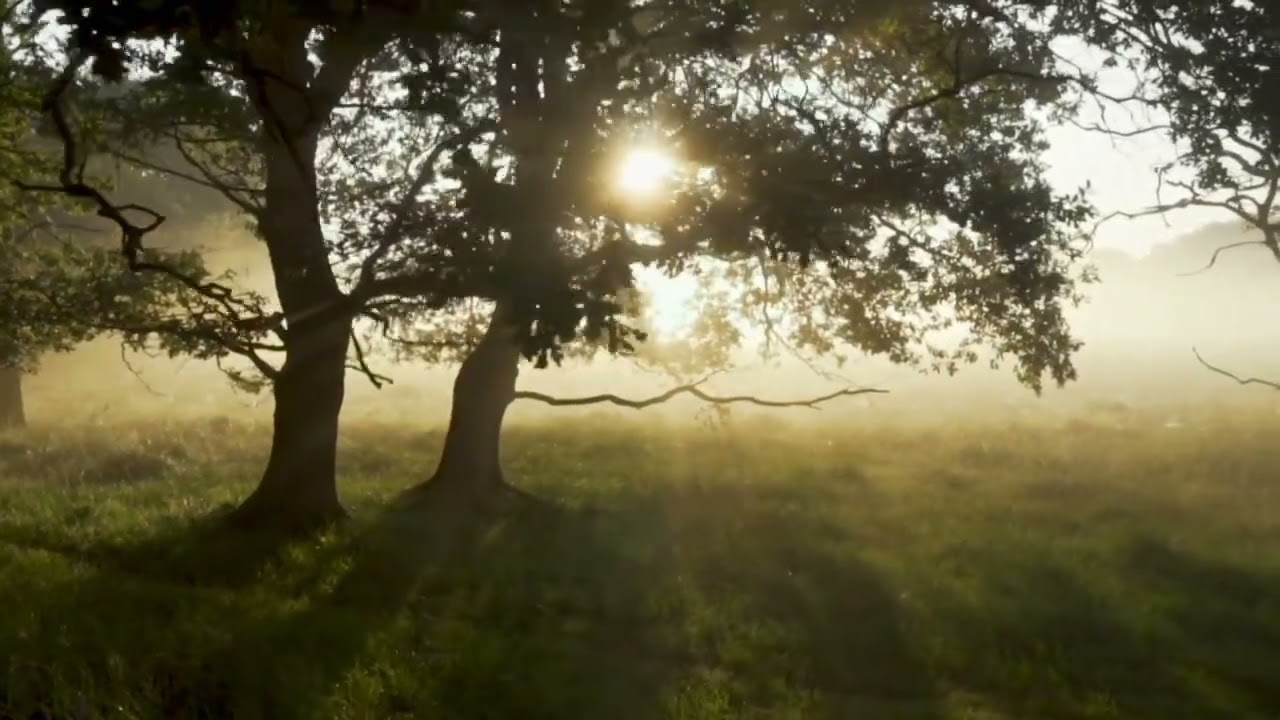 Morning forest. The singing birds. Light fog. Nature free