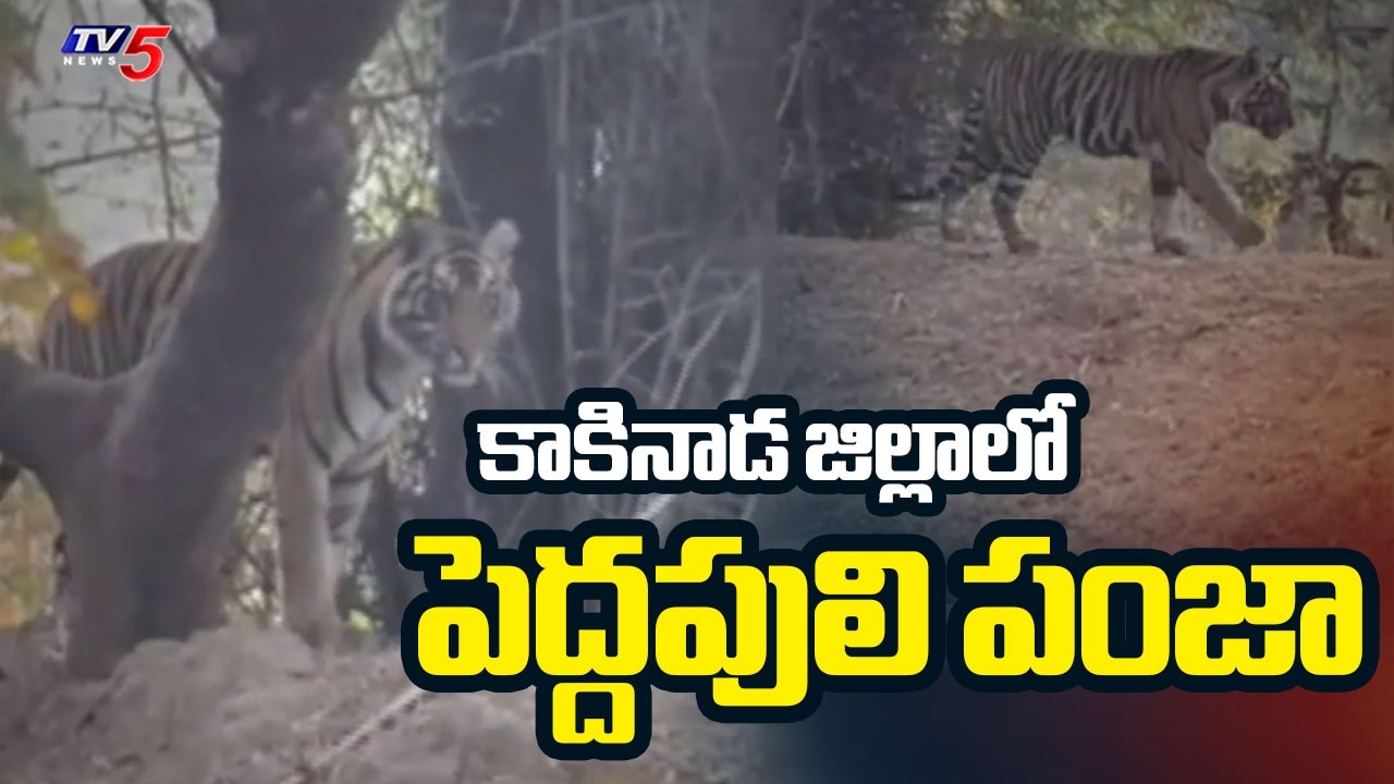 పెద్దపులి పంజా | Bengal Tiger Hulchul Near Eleswaram | Kakinada District | TV5 News