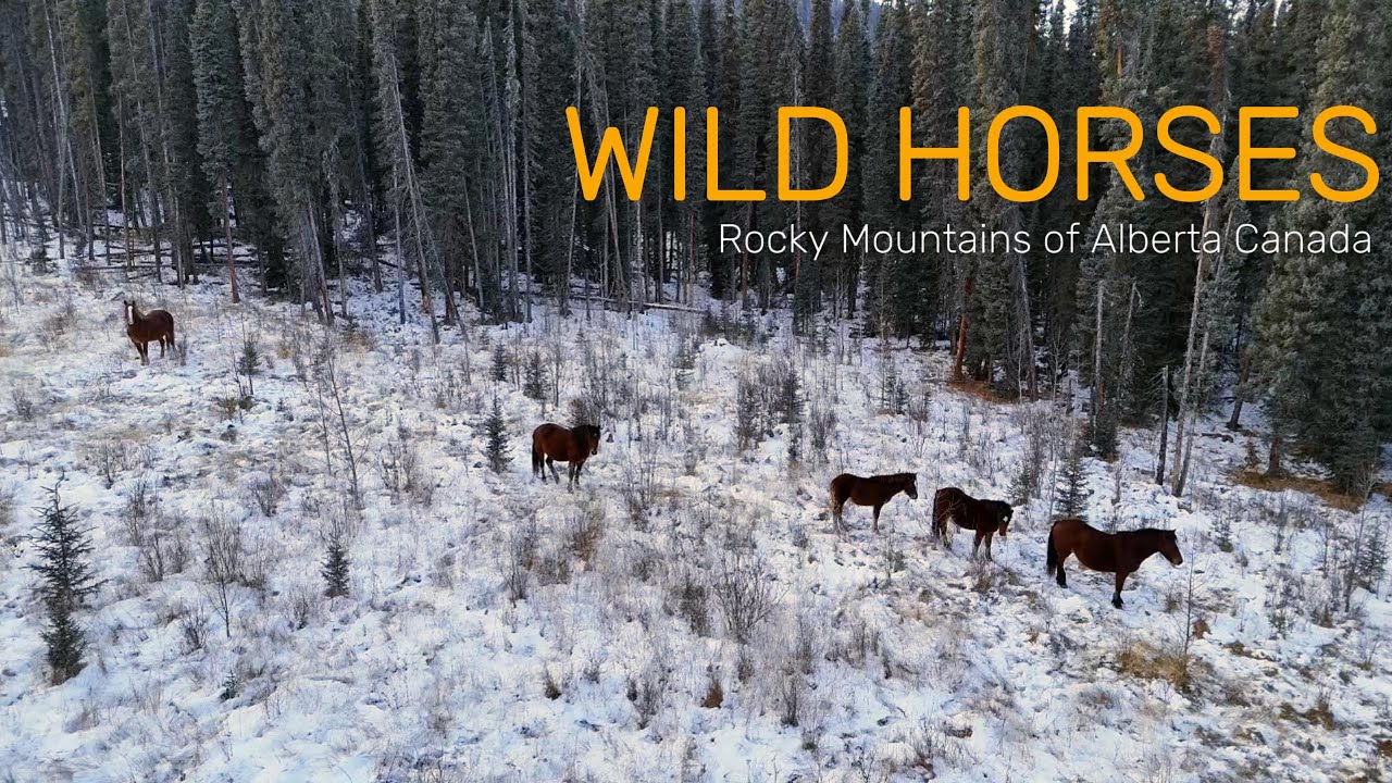 First Winter Encounter | Wild Horses of Alberta’s Eastern Slopes