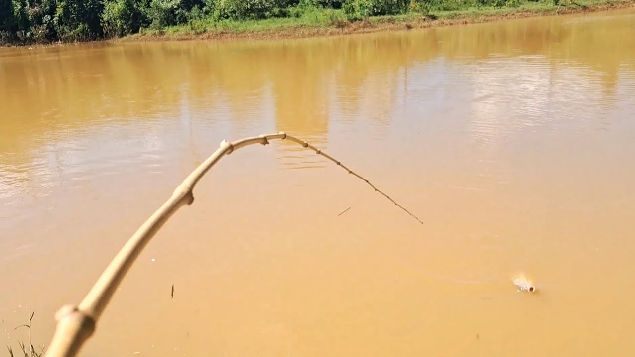 Você vai preparado com material pesado e a gigante bate na vara de bambu! Pescaria