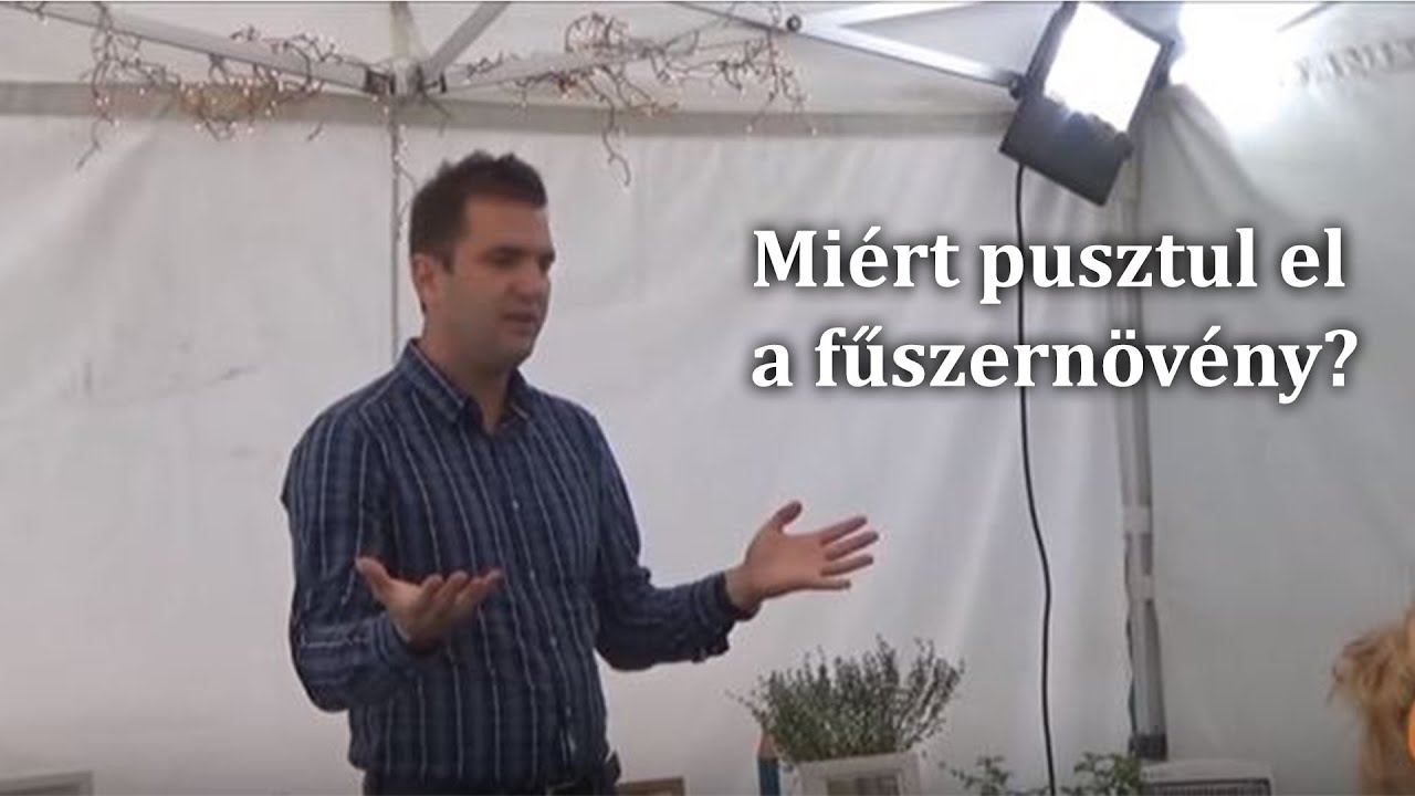 Miért pusztul el a fűszernövény?
