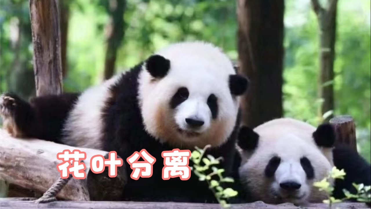 9.1熊貓基地公告花葉將要分開，開始獨自生活#panda  #熊猫  #花花  #熊貓 #cute