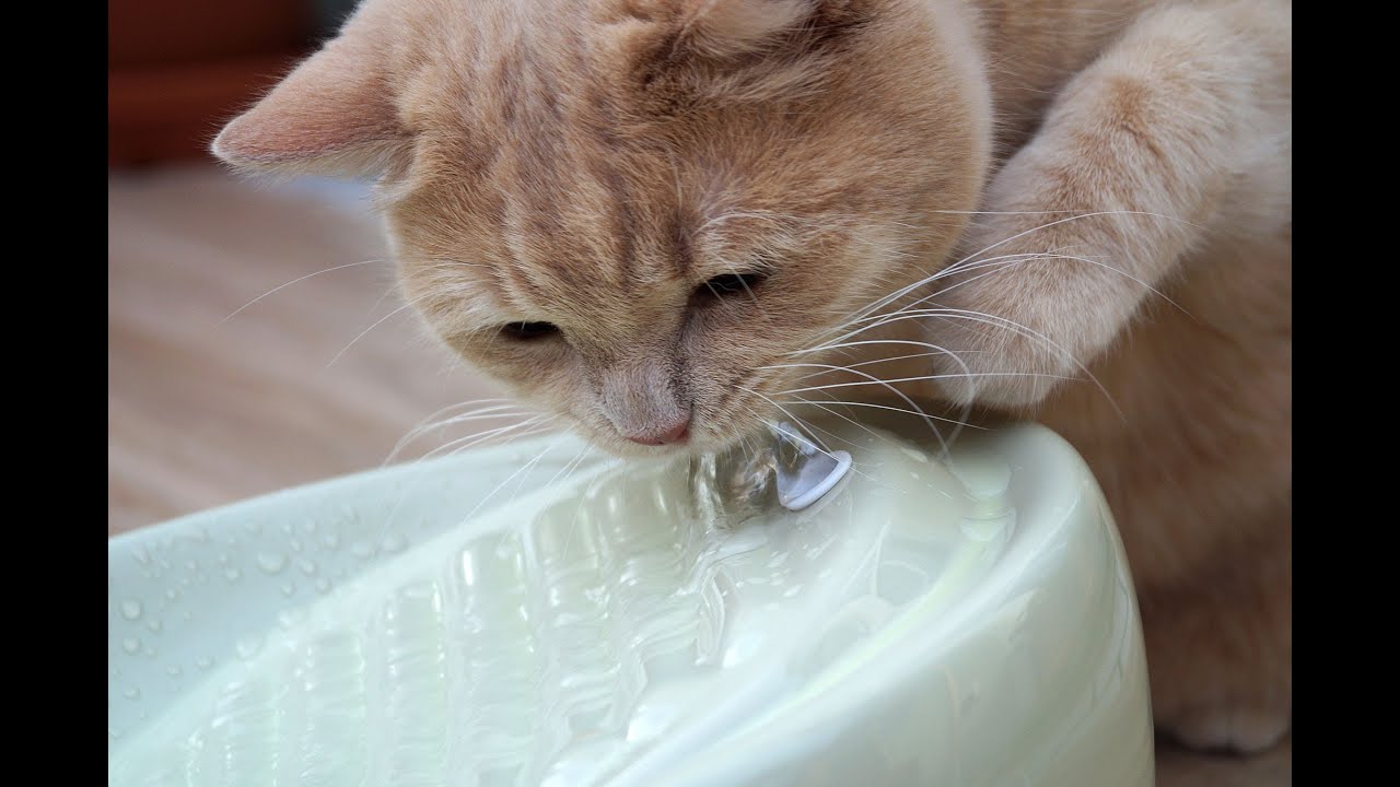 Lucky Kitty Keramik Katzenbrunnen im Test