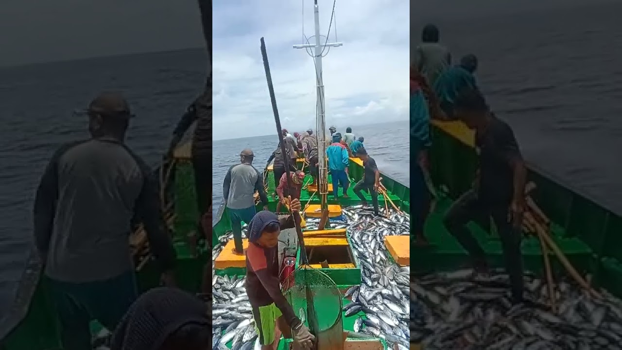 mancing cakalang malut##521