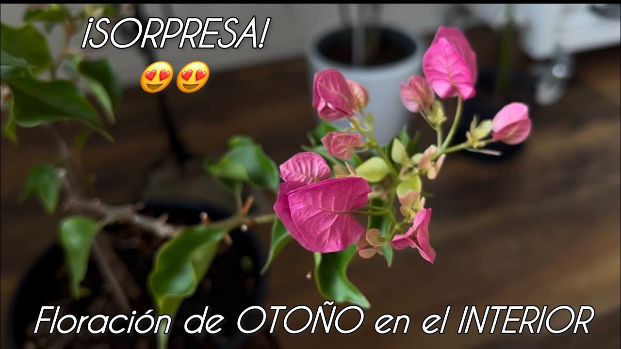 Mi buganvilla floreció en pleno otoño en interior 🌸 NO LO PUEDO CREER! 