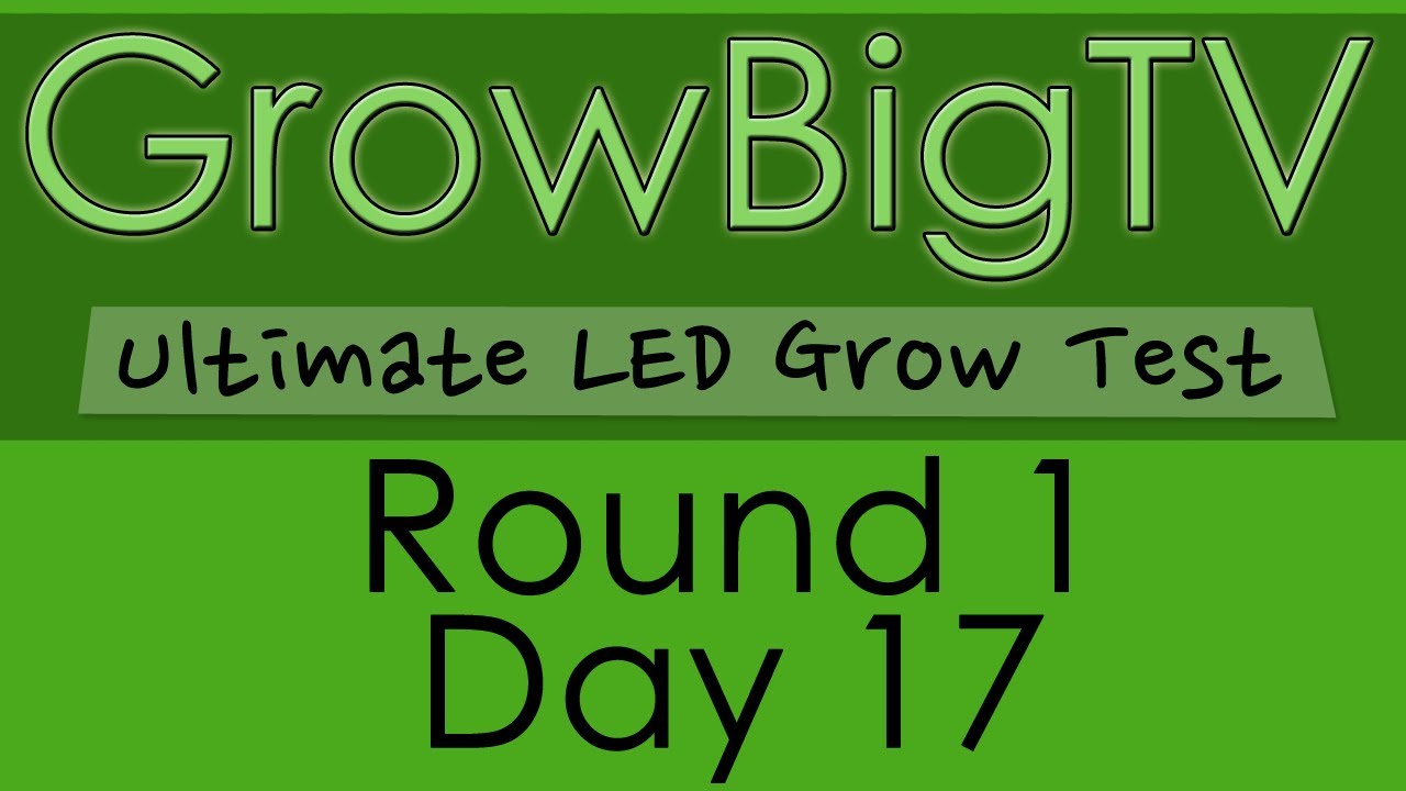 GrowBigTV Ultimate LED Test (Round 1) : Day 17