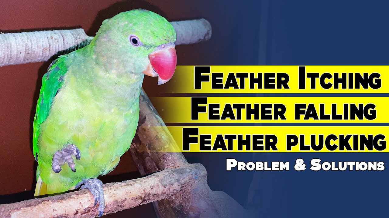 Bird feather Itching | Feather falling । Feather plucking - What should we do ?