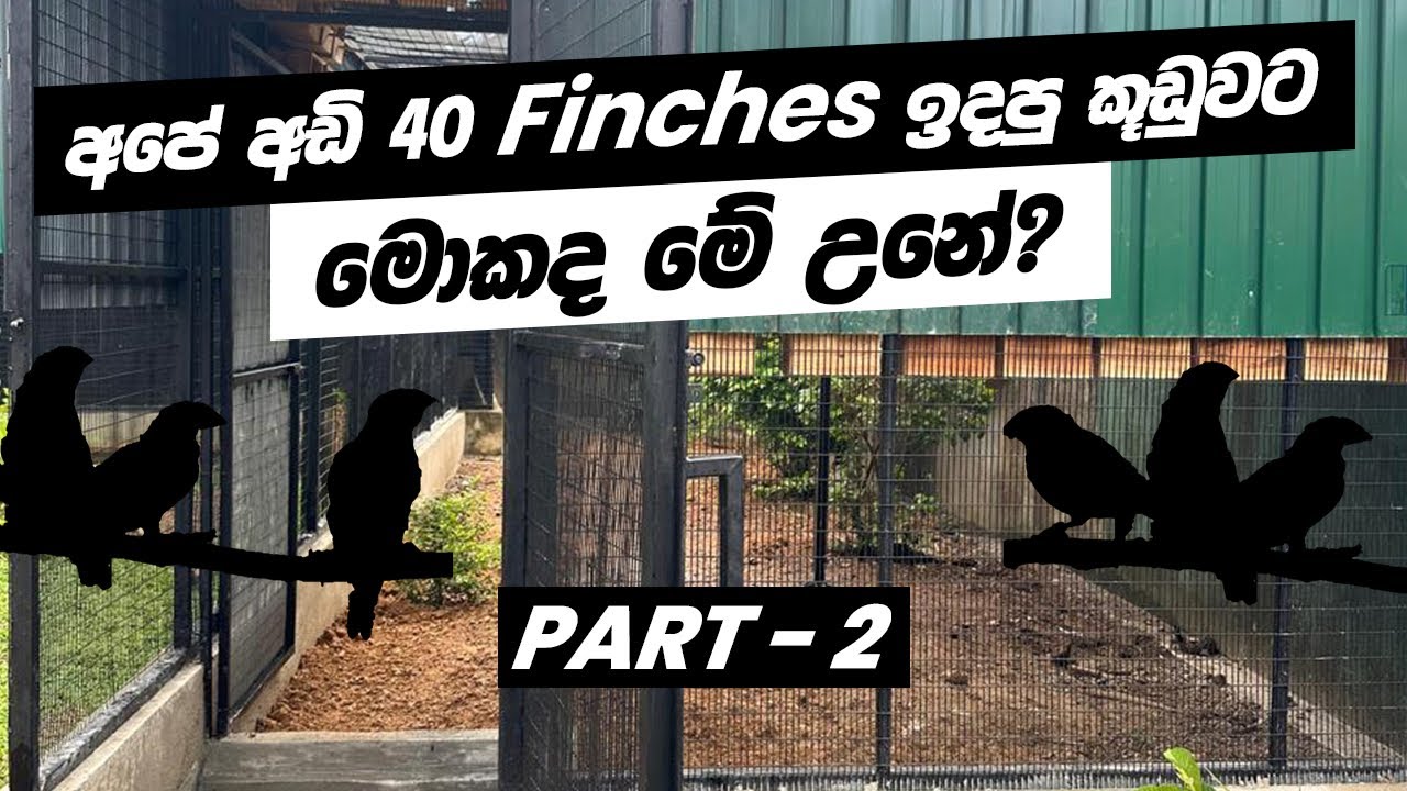 අපේ කුඩුවේ අපි තණකොළ හිටෙව්වා | යාලුවෙකුත් ආවා කුඩුව බලන්න