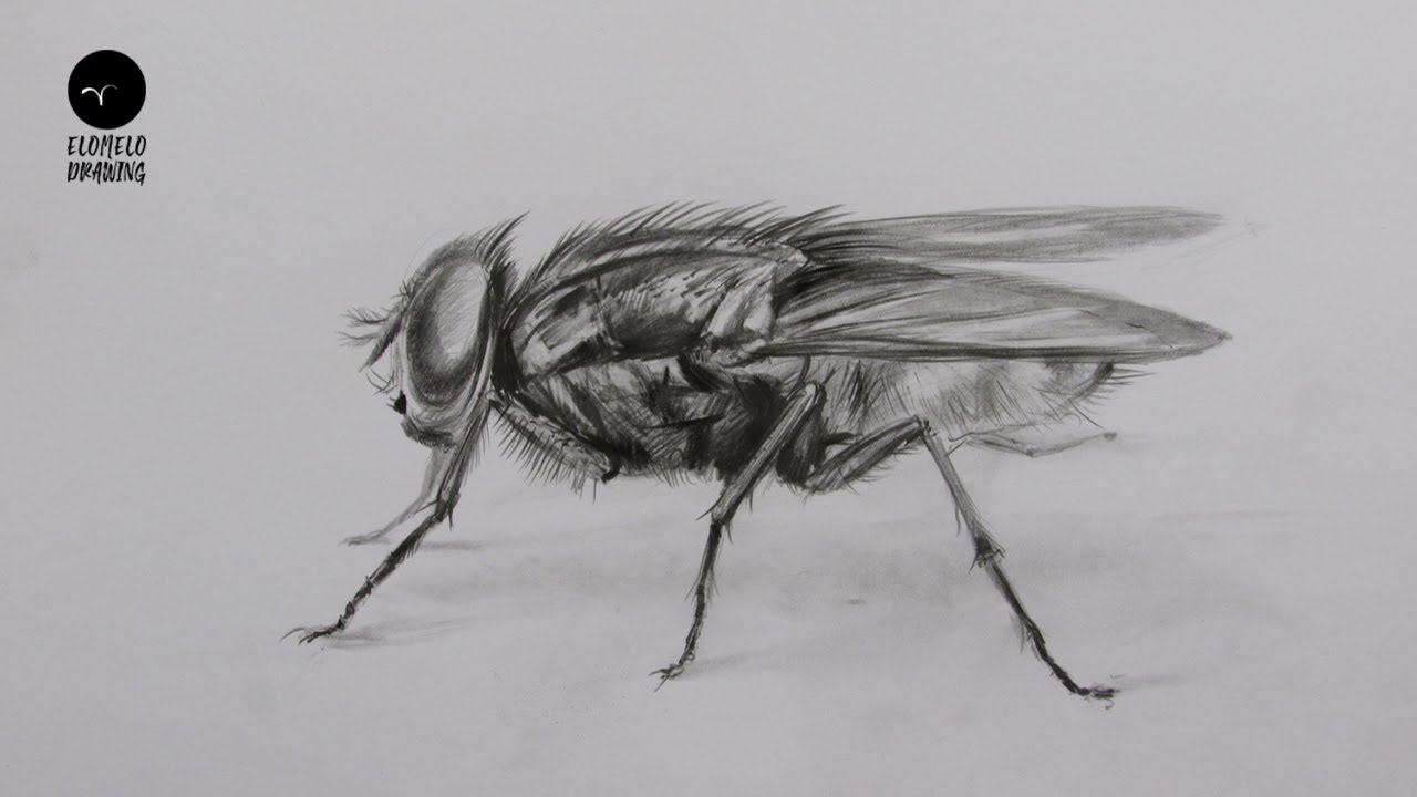 How to Draw a Fly Pencil Sketch : Fly Drawing