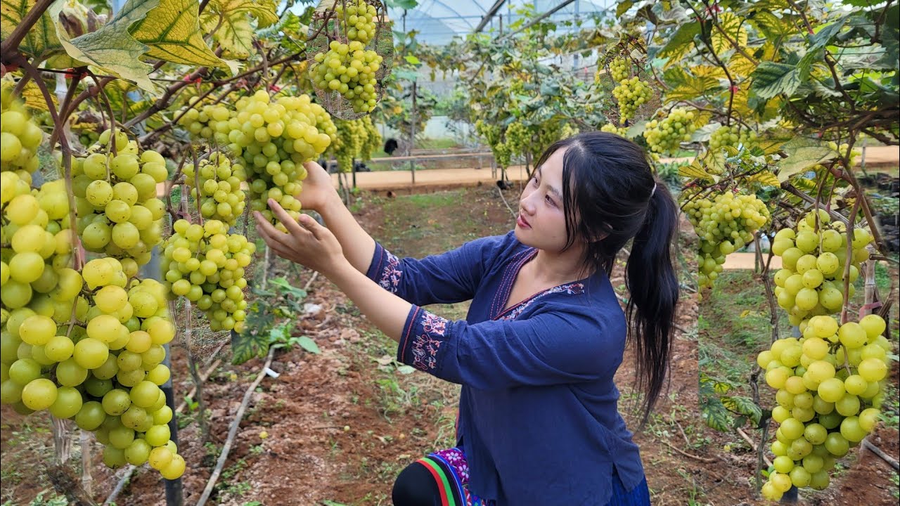 The girl went to pick grapes, guavas and avocados to sell for money to support her life.