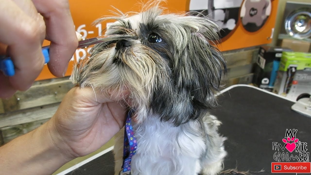 First time grooming this puppy shih tzu