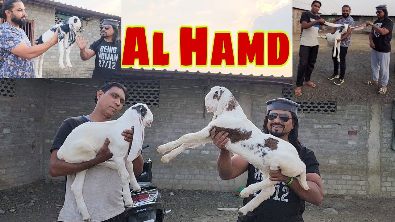 Bhopal Main Kota Ka Shandaar Breeding Setup | Longest Ear Kota Kids | Al Hamd Goat Farm.
