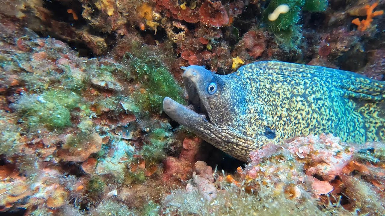 Nisos Diving Benidorm 26-9-24