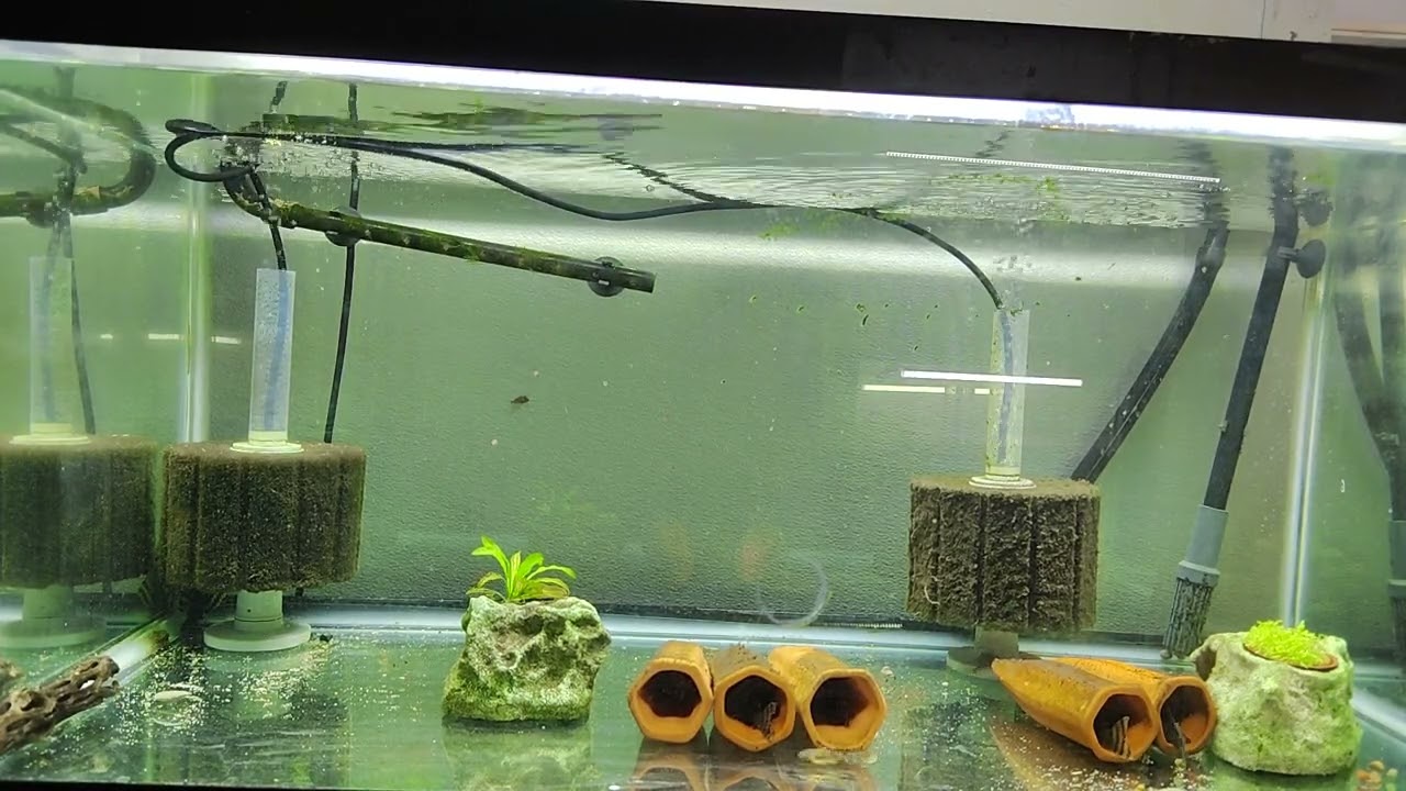 L397 Alenquer Tiger pleco 40gal breeder Timelasp ( new! ) #fishtank #fish #breedingsetup