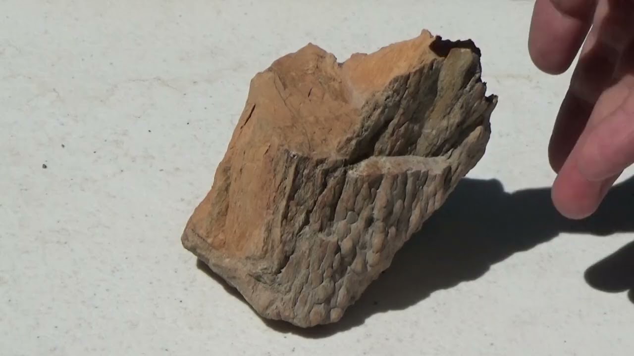 Petrified Teredo Wood from the Book Cliffs of Colorado