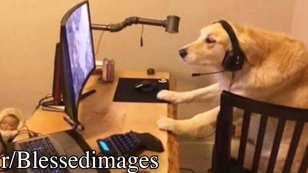 a really long r/blessedimages video