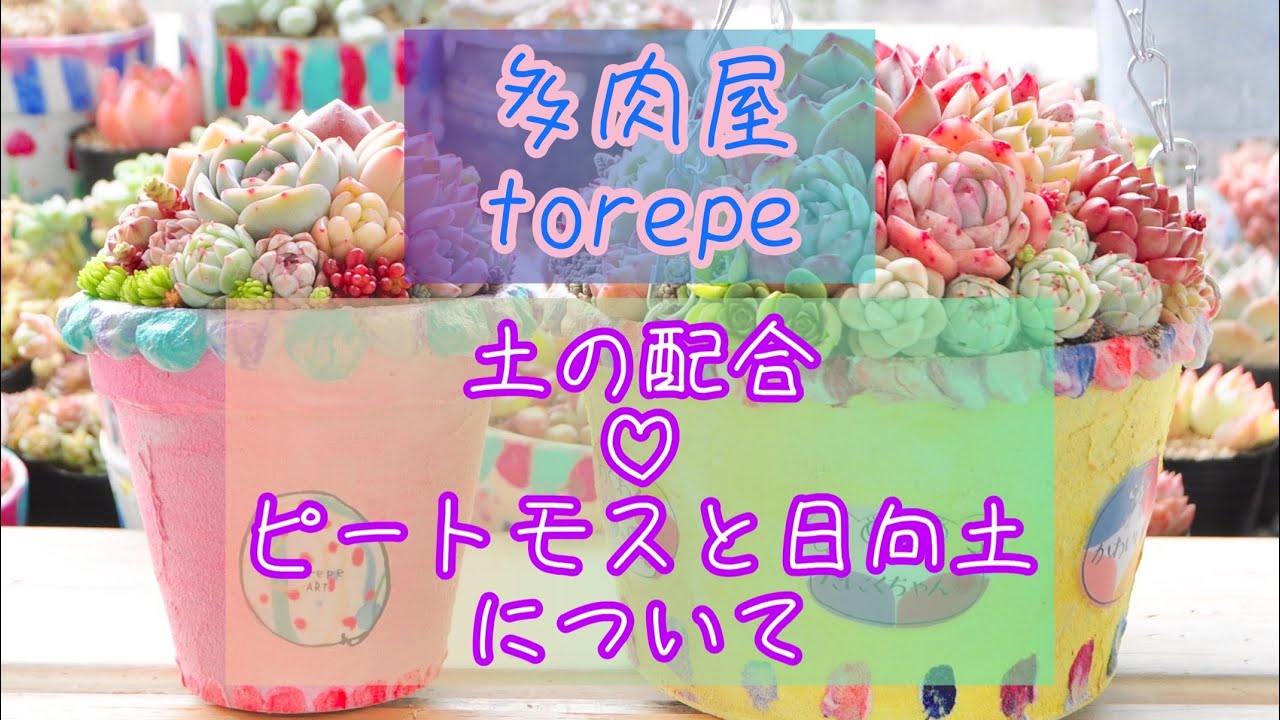 土の配合♡ピートモス・日向土のお話♡多肉植物♡多肉屋torepeトレペ