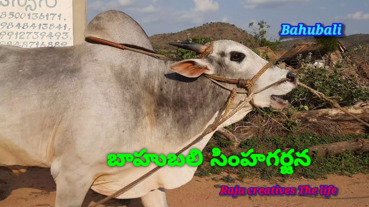 సింహగర్జన చేసే బాహుబలి చరిత్ర bahubali biography #ongole bulls